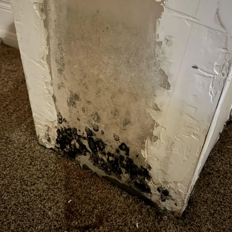 Professional Mold Removal in Flushing, MI